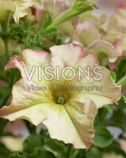 Petunia Sophistica Antique Shades Petunia Sophistica Antique Shades