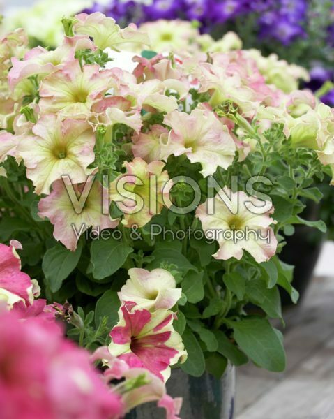 Petunia Sophistica Antique Shades