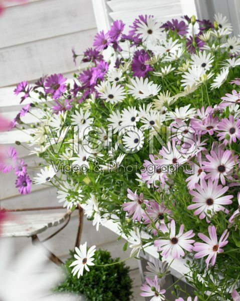 Osteospermum Sunbrella ® mixed Osteospermum Sunbrella ® mixed