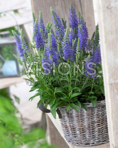 Veronica spicata Inspire Blue Veronica spicata Inspire Blue