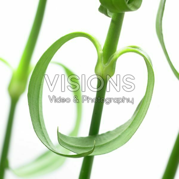 Bright White serie: Dianthus barbatus Green Trick