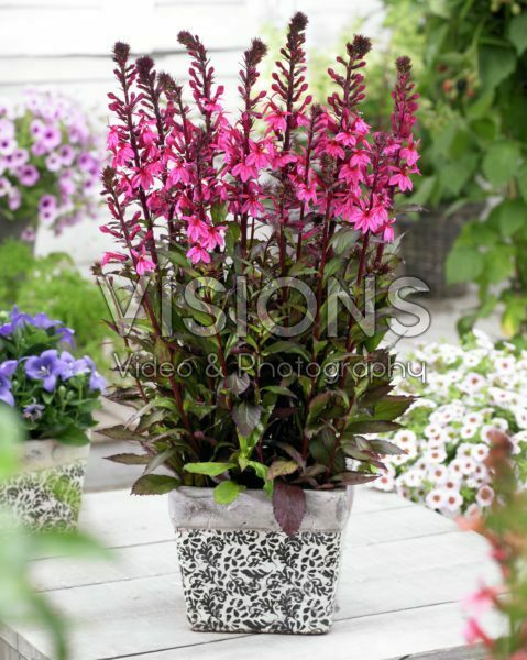 Lobelia Rose Princess Lobelia Rose Princess