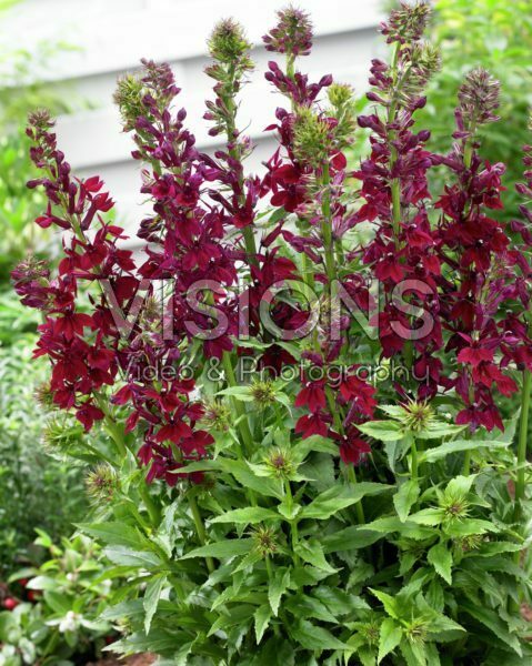 Lobelia Crimson Princess Lobelia Crimson Princess