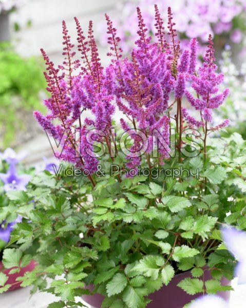 Astilbe Purple Rain Astilbe Purple Rain