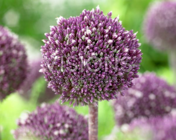 Allium Summer Drummer