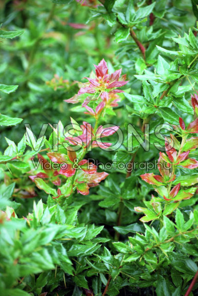 Berberis x interposita Wallich's Purple Berberis x interposita Wallich's Purple