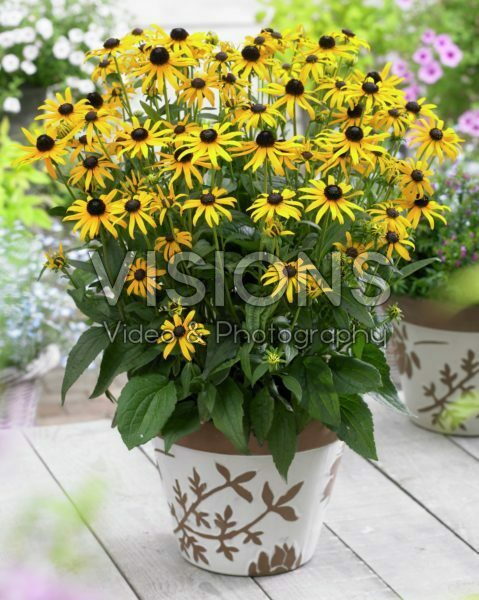 Rudbeckia fulgida Little Goldstar Rudbeckia fulgida Little Goldstar