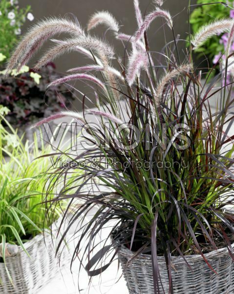 Pennisetum x advena Summer Samba Pennisetum x advena Summer Samba