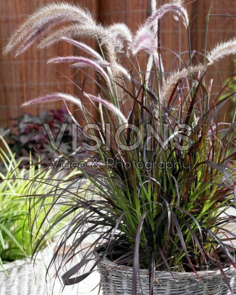 Pennisetum x advena Summer Samba Pennisetum x advena Summer Samba