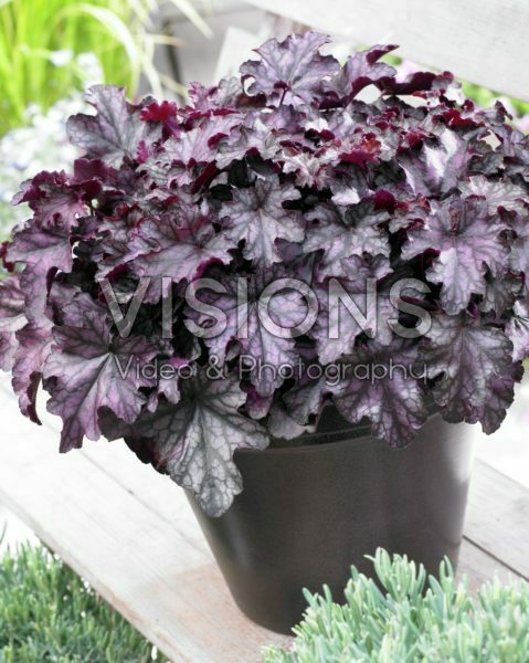 Heuchera Blackberry Jam Heuchera Blackberry Jam