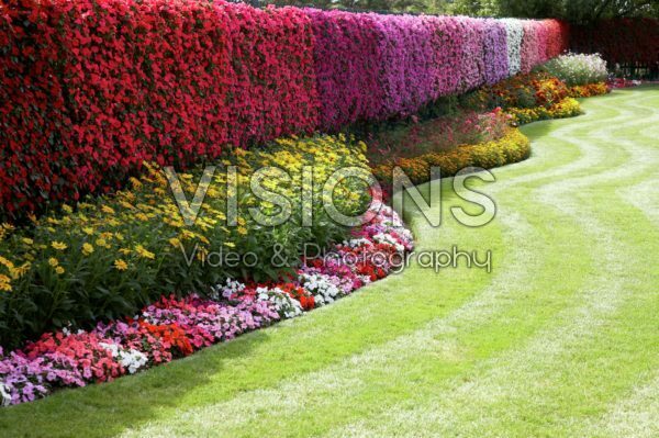 Impatiens hedge and summer border