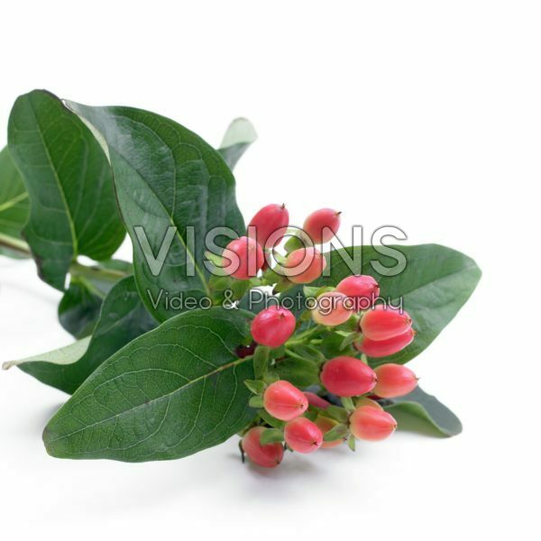 Hypericum Hypearl Olivia