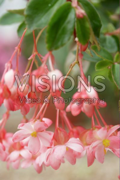 Begonia fuchsiodes Pink