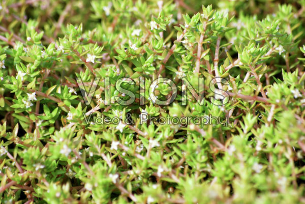 Crassula recurva