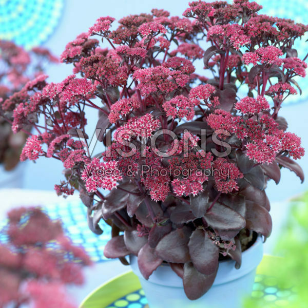 Sedum spectabile Black Beauty Sedum spectabile Black Beauty