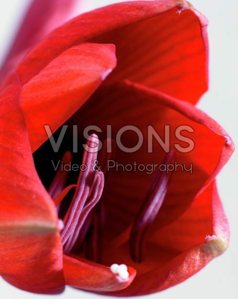 Hippeastrum Red Lion Hippeastrum Red Lion