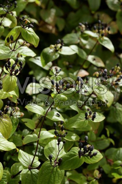 Hypericum x inodorum Rheingold Hypericum x inodorum Rheingold