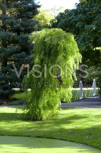 Taxodium distichum Pendulum Novum Taxodium distichum Pendulum Novum