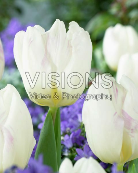 Tulipa White Flag