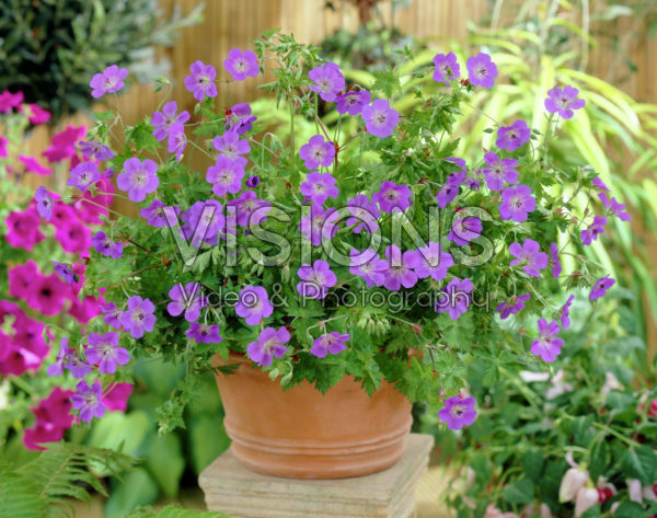 Geranium Rozanne Geranium Rozanne