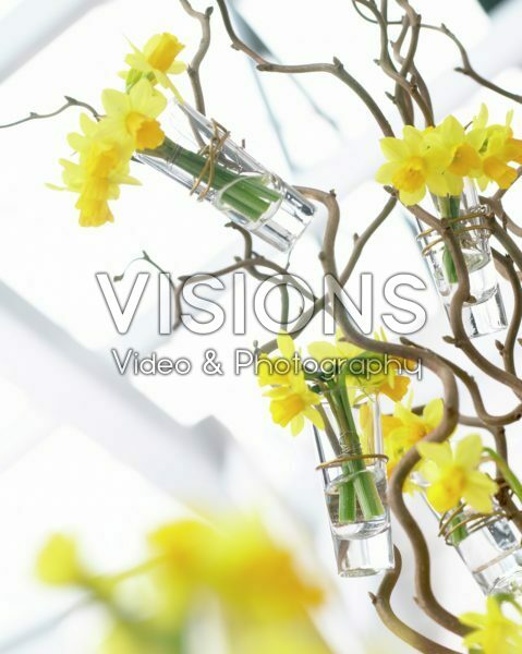 Narcissus Tete a Tete arrangement