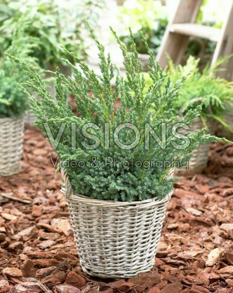 Juniperus squamata Blue Compact Juniperus squamata Blue Compact