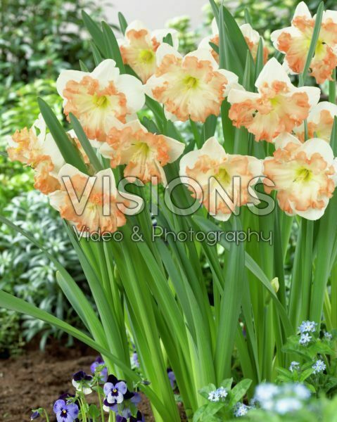 Narcissus Sunny Girlfriend Narcissus Sunny Girlfriend