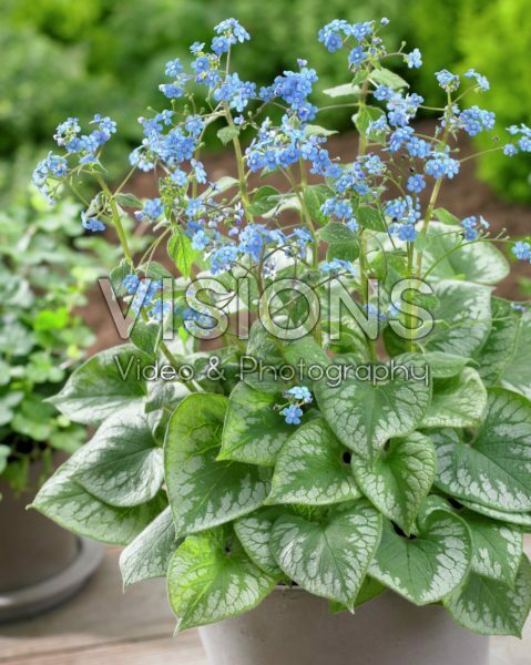 Brunnera macrophylla Emerald Mist Brunnera macrophylla Emerald Mist