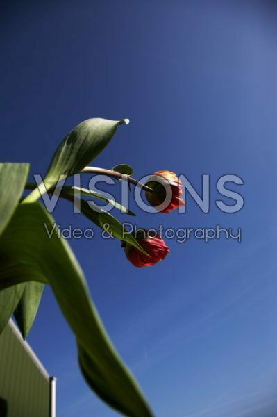 Vertigo serie: Tulipa