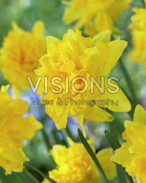 Narcissus Van Sion