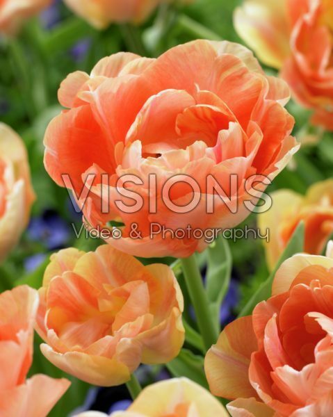 Tulipa Orange Angelique
