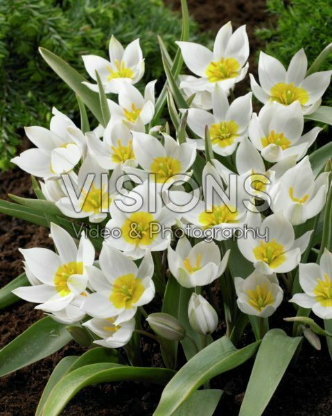 Tulipa polychroma