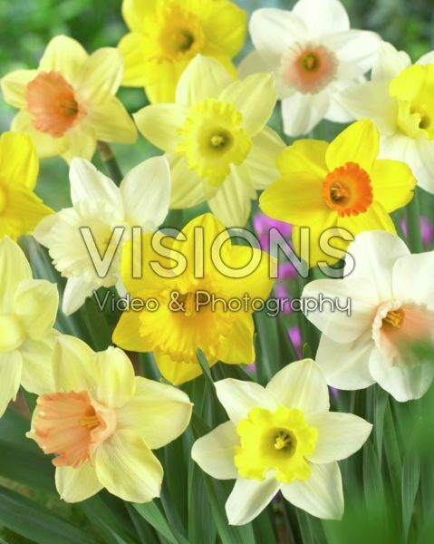 Narcissus mixed