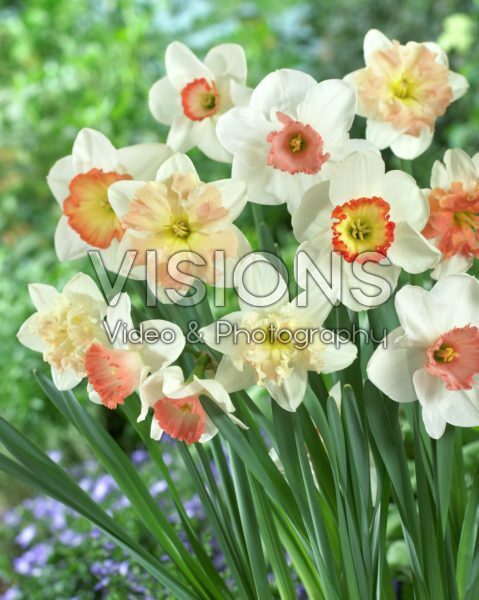 Narcissus pink mixed