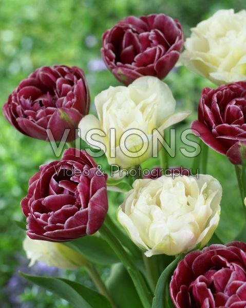 Tulipa Dream Touch, White Touch