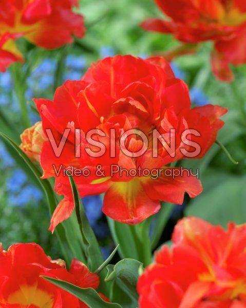 Tulipa Monte Orange  