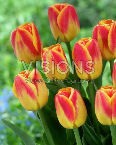Tulipa Antoinette Hertsenberg Tulipa Antoinette Hertsenberg