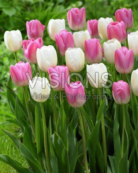 Tulipa Clearwater, Pink Clearwater