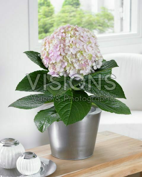 Hydrangea macrophylla Avantgarde Hydrangea macrophylla Avantgarde