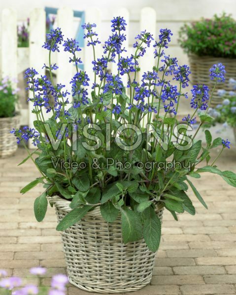 Salvia nana Curling Waves Salvia nana Curling Waves