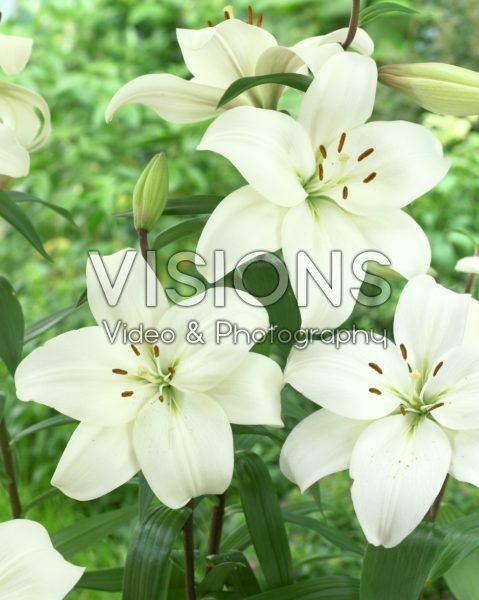 Lilium Kingdom Lilium Kingdom