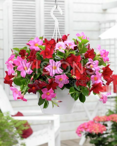 Mandevilla Bloom Bells® Pink and Red