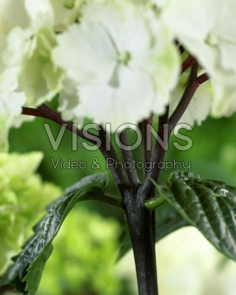 Hydrangea macrophylla Black Steel Zebra ® Hydrangea macrophylla Black Steel Zebra ®