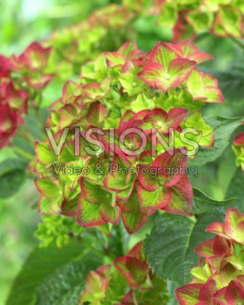 Hydrangea macrophylla AB Green Shadow®