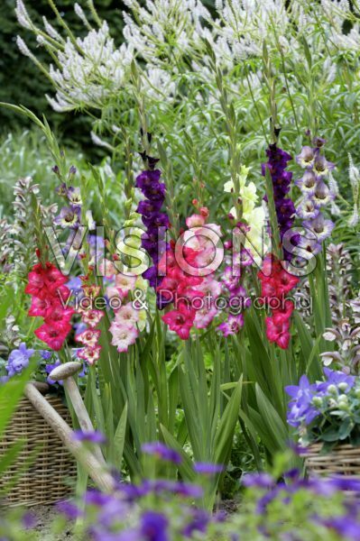 Gladiolus gemengd