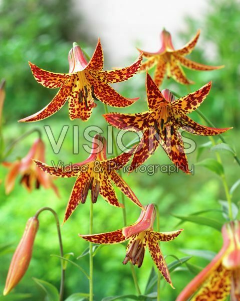 Lilium gespikkeld