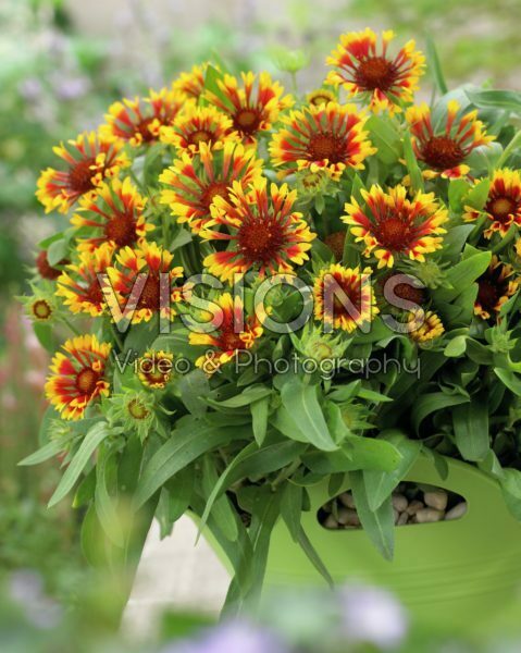 Gaillardia aristata Lucky Wheeler Gaillardia aristata Lucky Wheeler