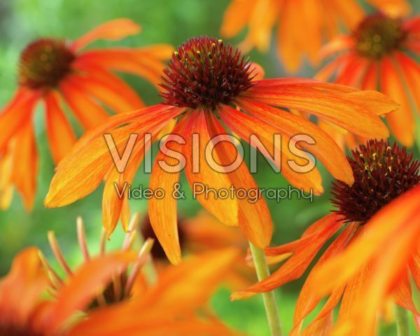 Echinacea Garden Emotion Orange Echinacea Garden Emotion Orange