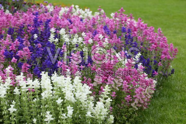 Salvia horminum Marble Arch Mix Salvia horminum Marble Arch Mix