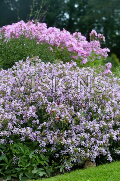 Saponaria x lempergii Max Frei Saponaria x lempergii Max Frei